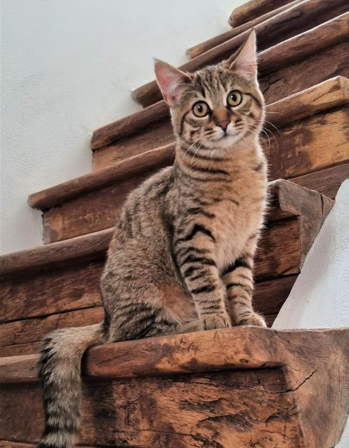 Appartamento Meznarija Radovljica Esterno foto